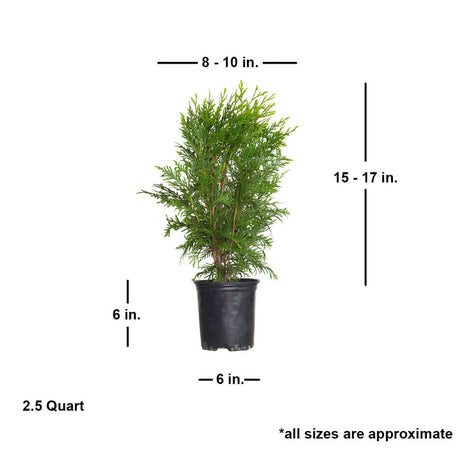 2.5 Quart thuja green giant arborvitae tree for sale privacy screen size. Ships at approx 15-17 inches tall by 8-10 inches wide