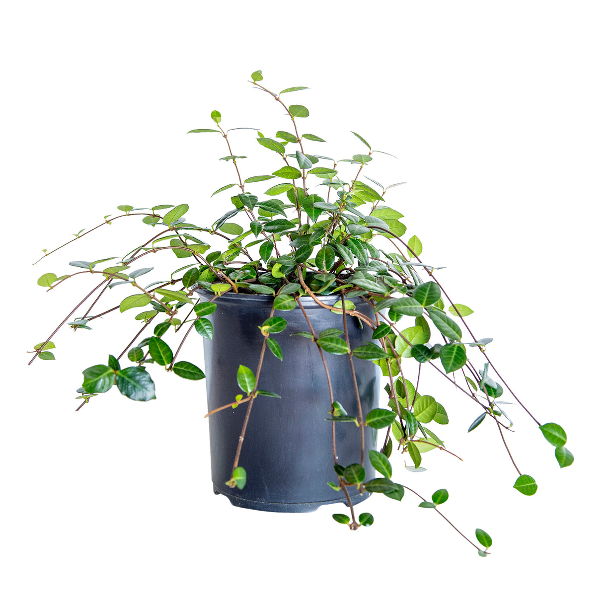 plant globe 3'' Glass Globe main image 0