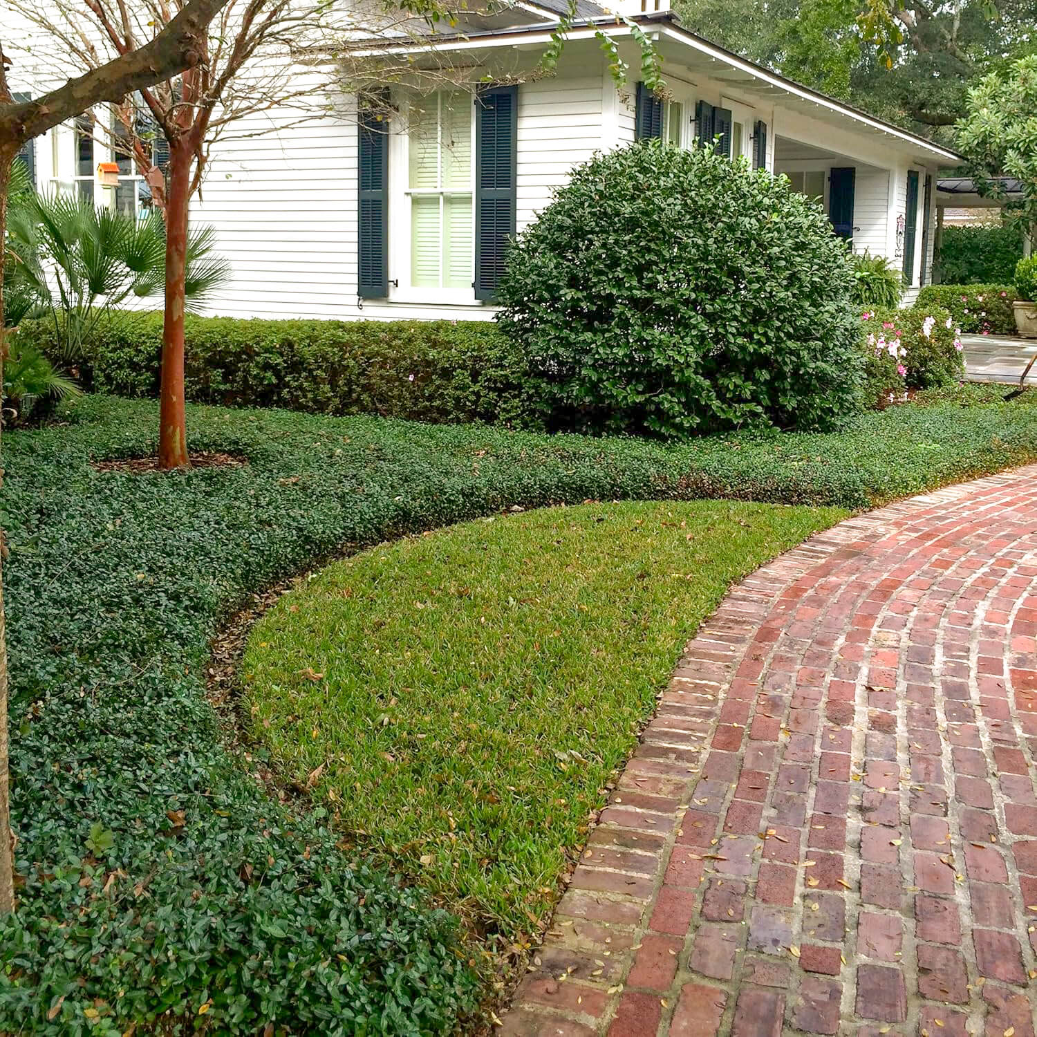 Asiatic Jasmine | Order Online – Plants by Mail