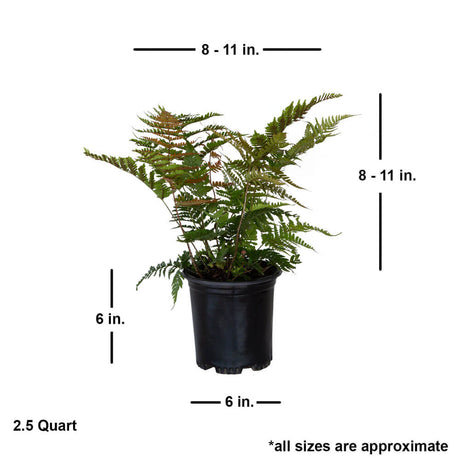 native woodland ferns dimensions