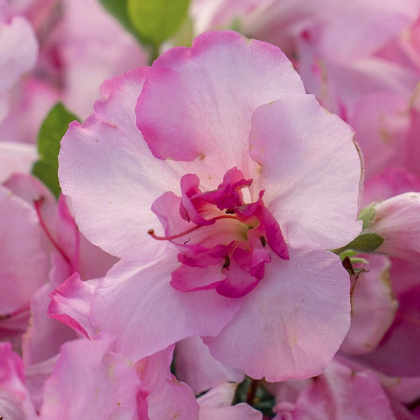 Autumn Kiss Encore Azalea – Light Pink Reblooming Dwarf Azalea