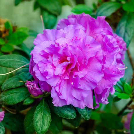Close-up of a vibrant purple flower of the Encore Azalea Autumn Majesty with green leaves in the background