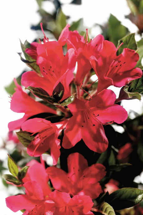 autumn ruby encore azalea