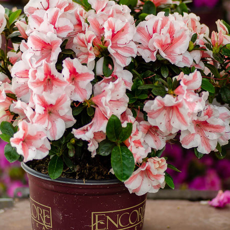Close up image of a potted azalea plant with pink and white flowers in a pot labeled 'Encore'.