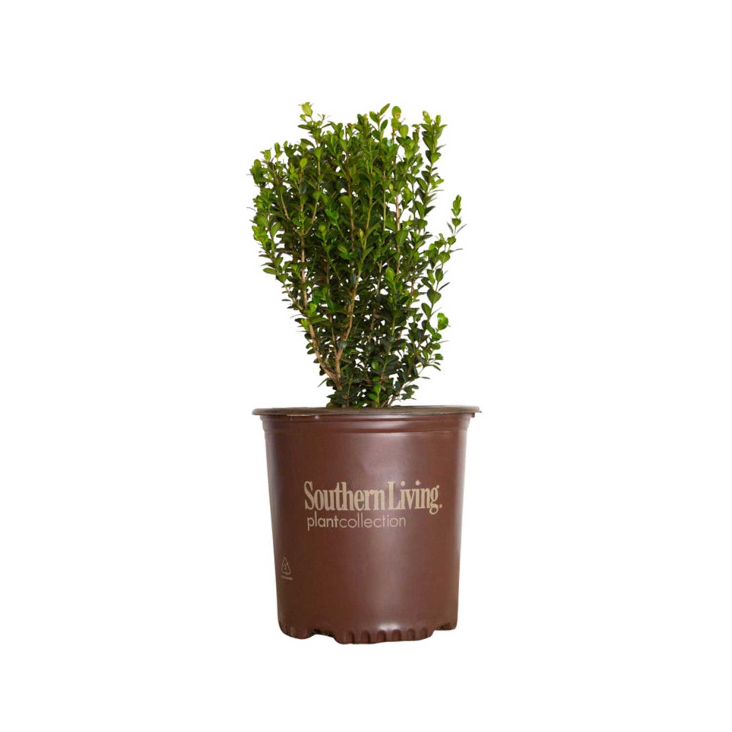Baby Gem Boxwood