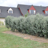 A long, dense hedge of silvery-green pineapple guava shrubs growing along the foundation of a house with a dark tiled roof and red gable walls.