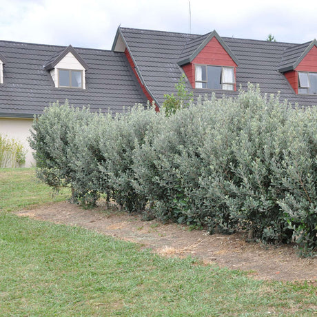 A long, dense hedge of silvery-green pineapple guava shrubs growing along the foundation of a house with a dark tiled roof and red gable walls.