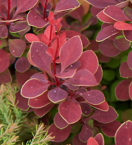 Close-up of a orange rocket barberry plant with oval burgundy-red leaves outlined with a thin pale yellow edge, shown in a garden setting with other foliage blurred in the background.