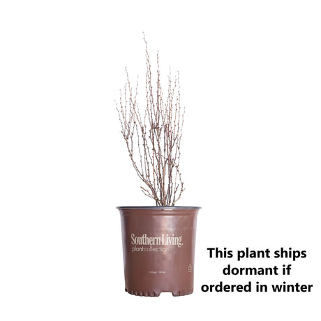 Orange Rocket Barberry in Dormant State during winter. This item when for sale in winter will ship with no leaves 