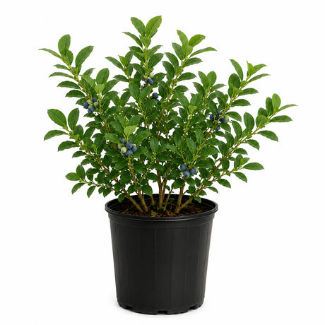 Potted Becki Blueberry plant with green leaves and small blue fruits on a white background
