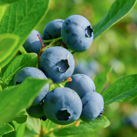Becky Blue Blueberry for sale with lush blueberry fruit and green leaves