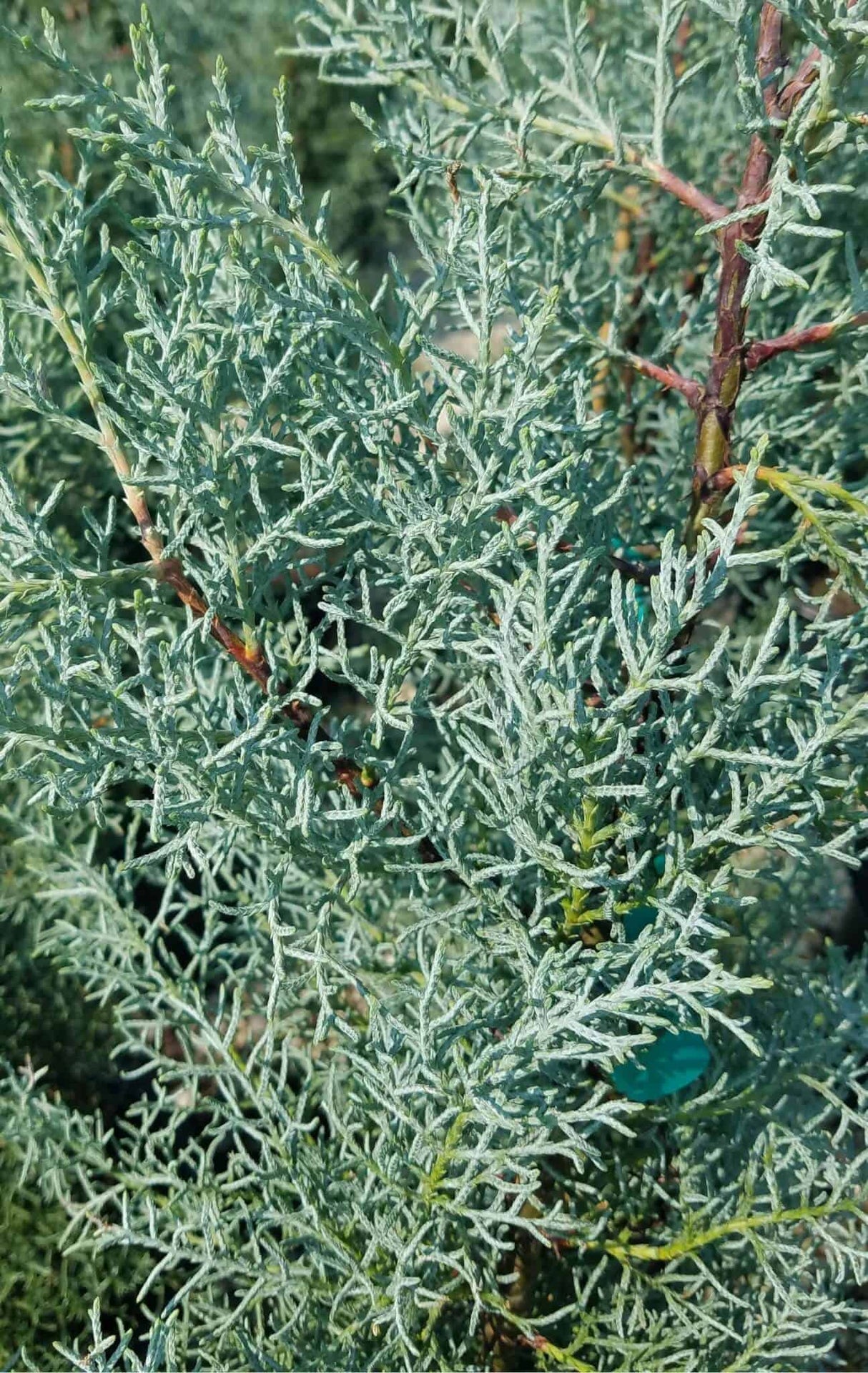 Blue Ice Cypress blue-whitish foliage