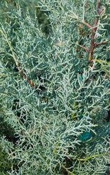 Blue Ice Cypress blue-whitish foliage