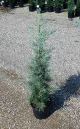 Blue Ice Cypress for sale with piney scent