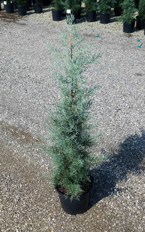 Blue Ice Cypress for sale with piney scent