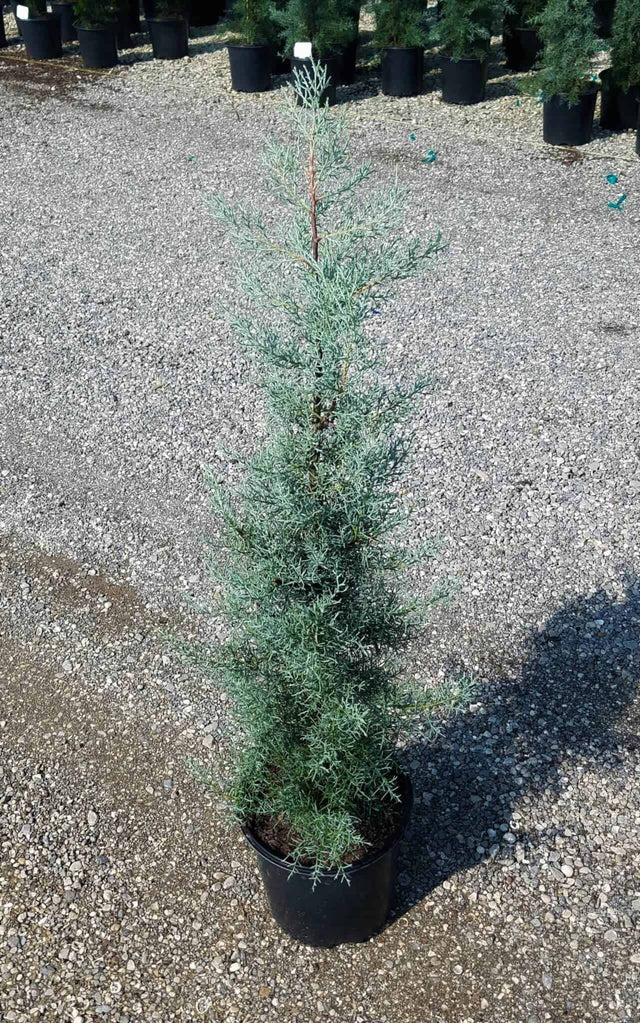 Blue Ice Cypress for sale with piney scent
