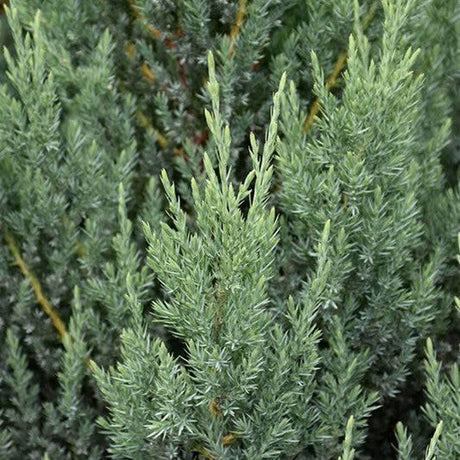 blue point juniper foliage close up