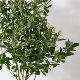 Foliage of Southern Living Blueberry Bush - Hello Darlin