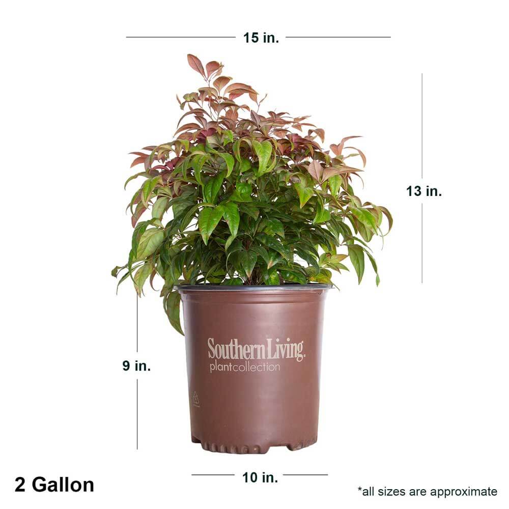 Blush Pink Nandina | 2.5 Quart Pot
