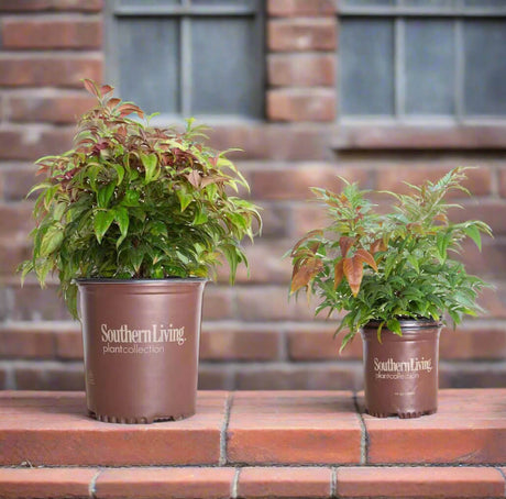 Blush Pink Nandina in the 1.5 Gallon and 2.5 Quart container compared