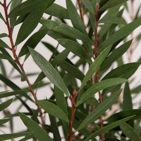 Dark green leaves of the scarlet compacta bottlebrush shrub