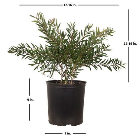 image showing the approximate shipping size of the red scarlet compacta bottlebrush bush for sale at plants by mail