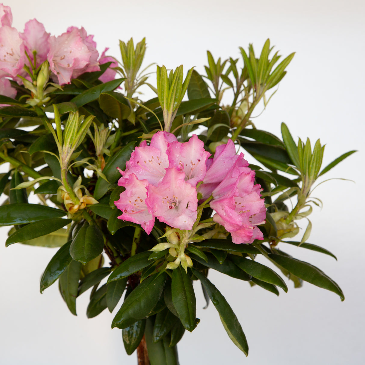 Southgate Brandi Rhododendron
