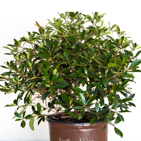 Clevera japonica foliage