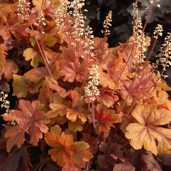 Buttered Rum Heucherella for sale with bright orange leaves and white flowers