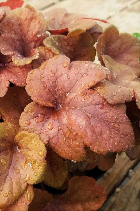 Buttered Rum Heucherella