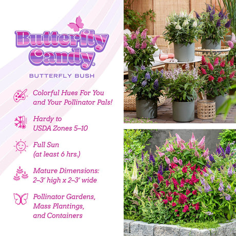 Butterfly Candy Butterfly Bush infographic with USDA Zones, sun requirements and mature dimensions