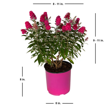 pink flower buddleia butterfly bushes for sale potted live plant 
