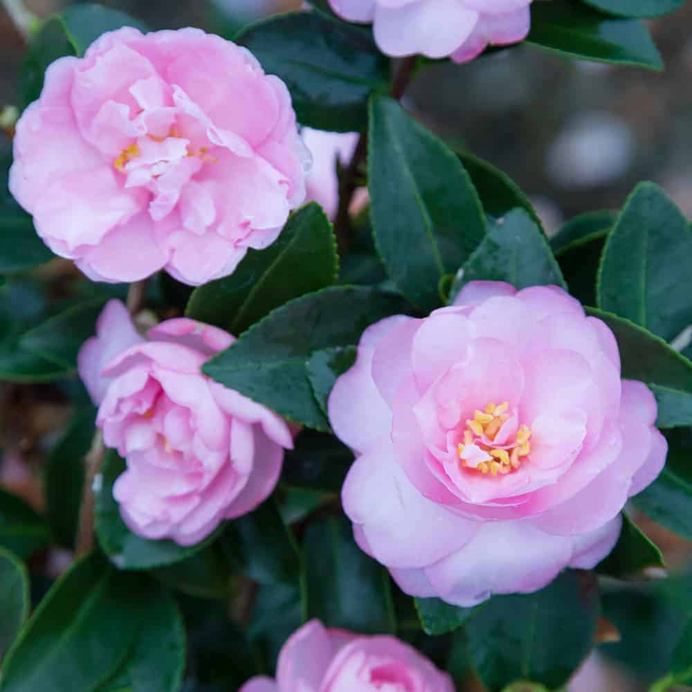 October Magic Light Pink Shi Shi Camellia | Shop – Plants by Mail