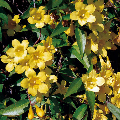 carolina jasmine yellow flowers evergreen easy to grow for sale online