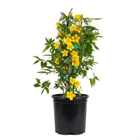 A potted flowering jessamine carolina plant with bright yellow blossoms and green leaves, shown in a black nursery pot against a plain white background.