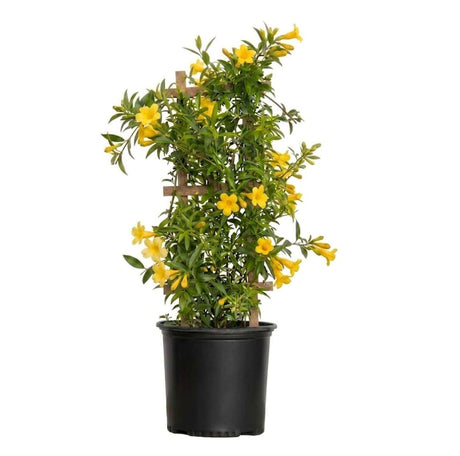 A potted climbing carolina jessamine vine plant with bright yellow flowers and green leaves, supported by a small wooden trellis and shown in a black plastic nursery pot against a white background.