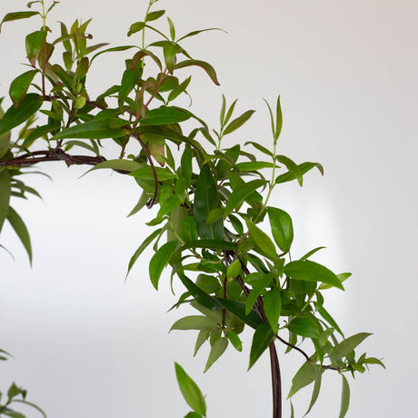 carolina jessamine evergreen vine foliage