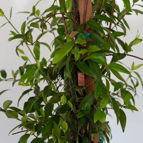 carolina jessamine evergreen vine foliage