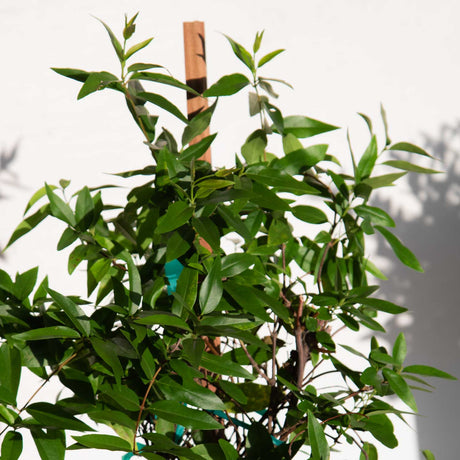 yellow flowering jasmine vine for sale online 