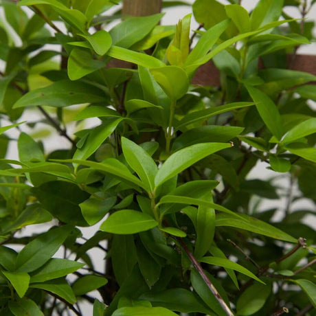 Close-up of a leafy green carolina jessamine plant with glossy oval leaves and a small emerging shoot at the top center.