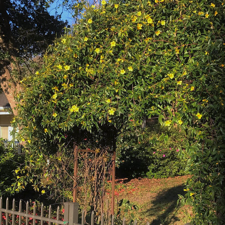 fast growing carolina jessamine outdoor trellis vine
