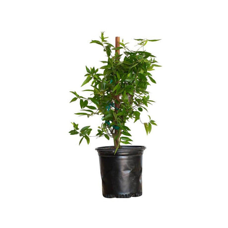 yellow jasmine flower potted plant for sale online 