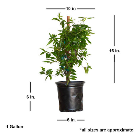 A Carolina Jessamine in a black pot along with estimated sizing of the plant you will receive.