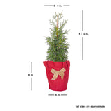 cypress carolina sapphire tree size shipped for sale online 