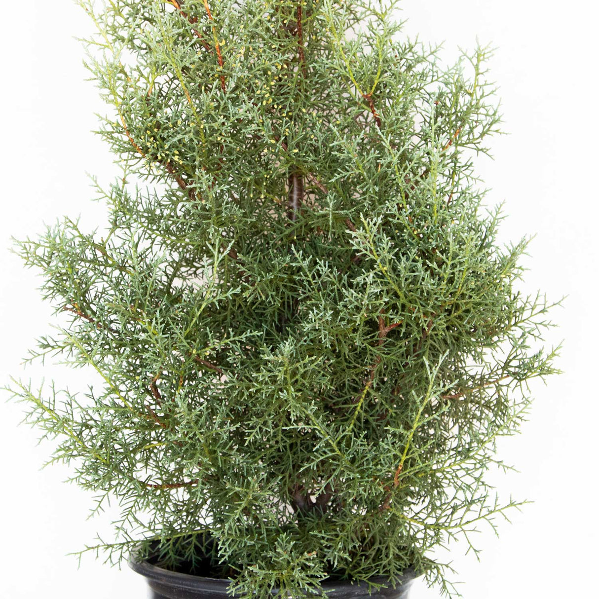 carolina sapphire cypress for sale blakc pot live tree 
