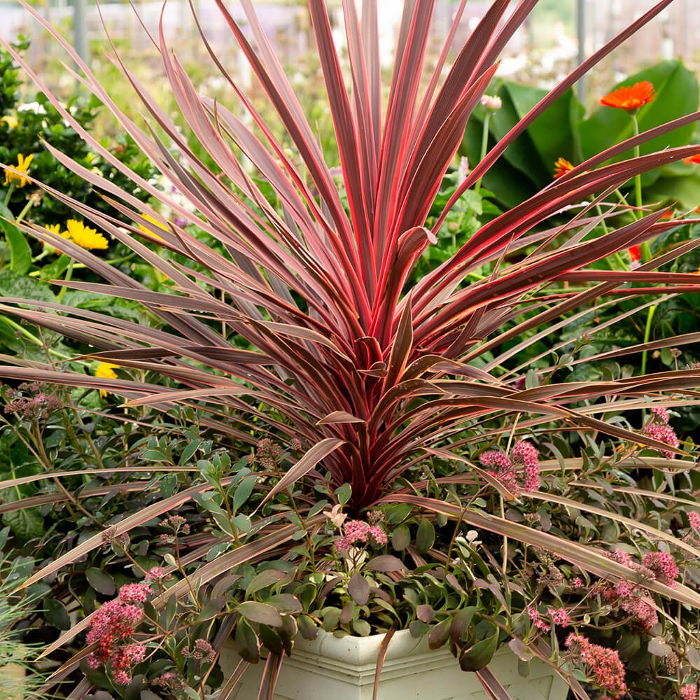 Charlie Boy Cordyline – Red & Pink Cordyline australis
