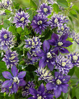 'Taiga' Clematis blooms