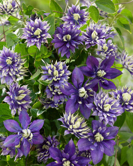 'Taiga' Clematis blooms