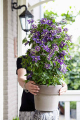 'Taiga' Clematis in container