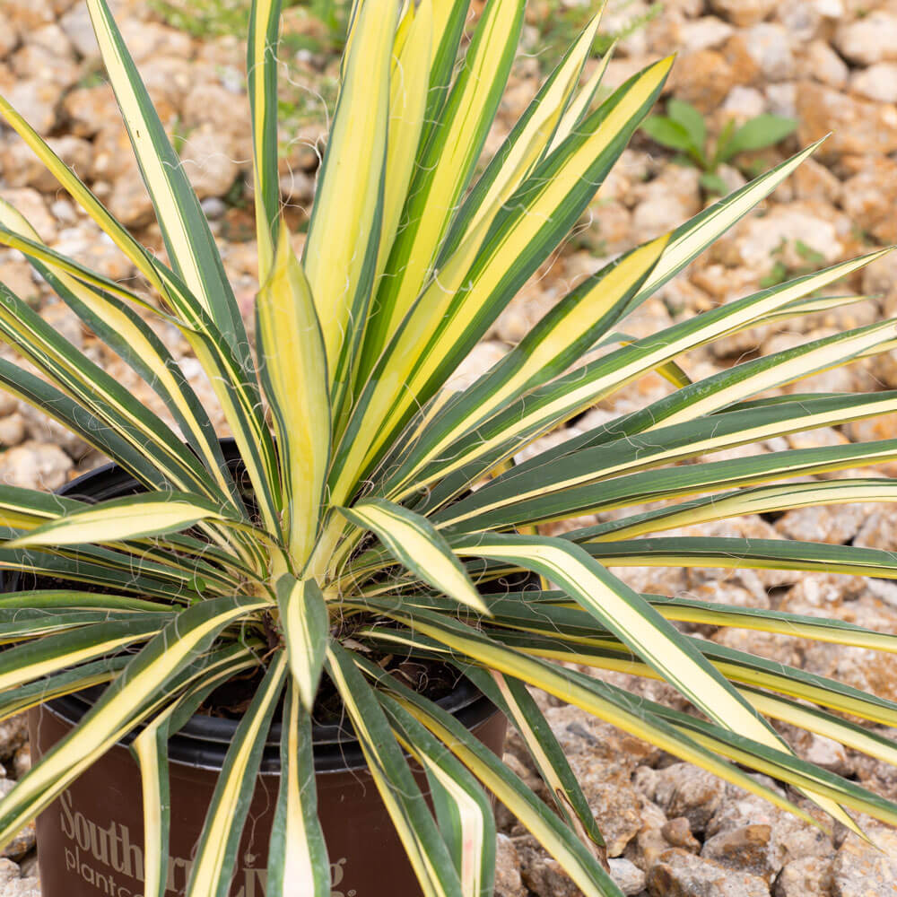 Color Guard Yucca | Shop Online – Plants by Mail
